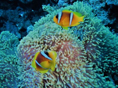 Egypt - St Johns Reef 2017